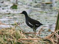 Waco Wetlands 008 